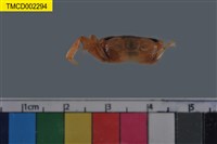 藏品(短身大眼蟹)的圖片